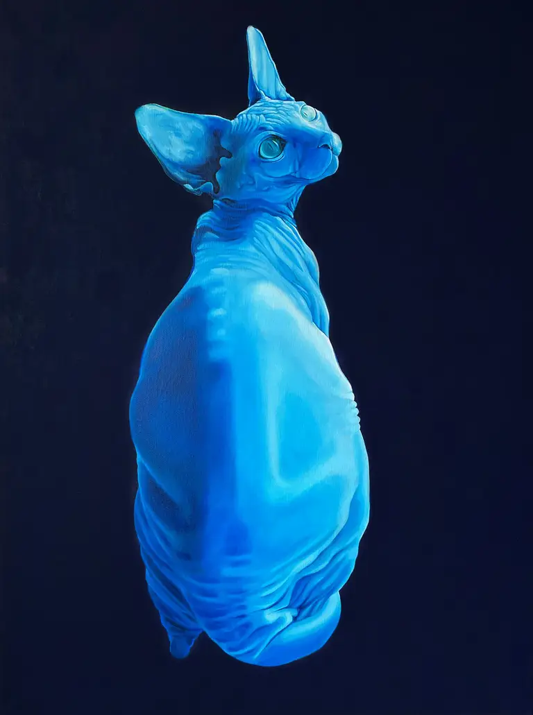 Jagoda Laprus. 80x60cm. Figurative hyperrealistic oil painting with a seated blue Canadian sphynx cat looking upward