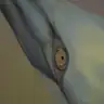 Close-up of a surrealist painting with a bird head in pastel colors