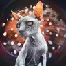Portrait of a Sphynx cat with grey skin, orange ears and red eyes against an abstract background