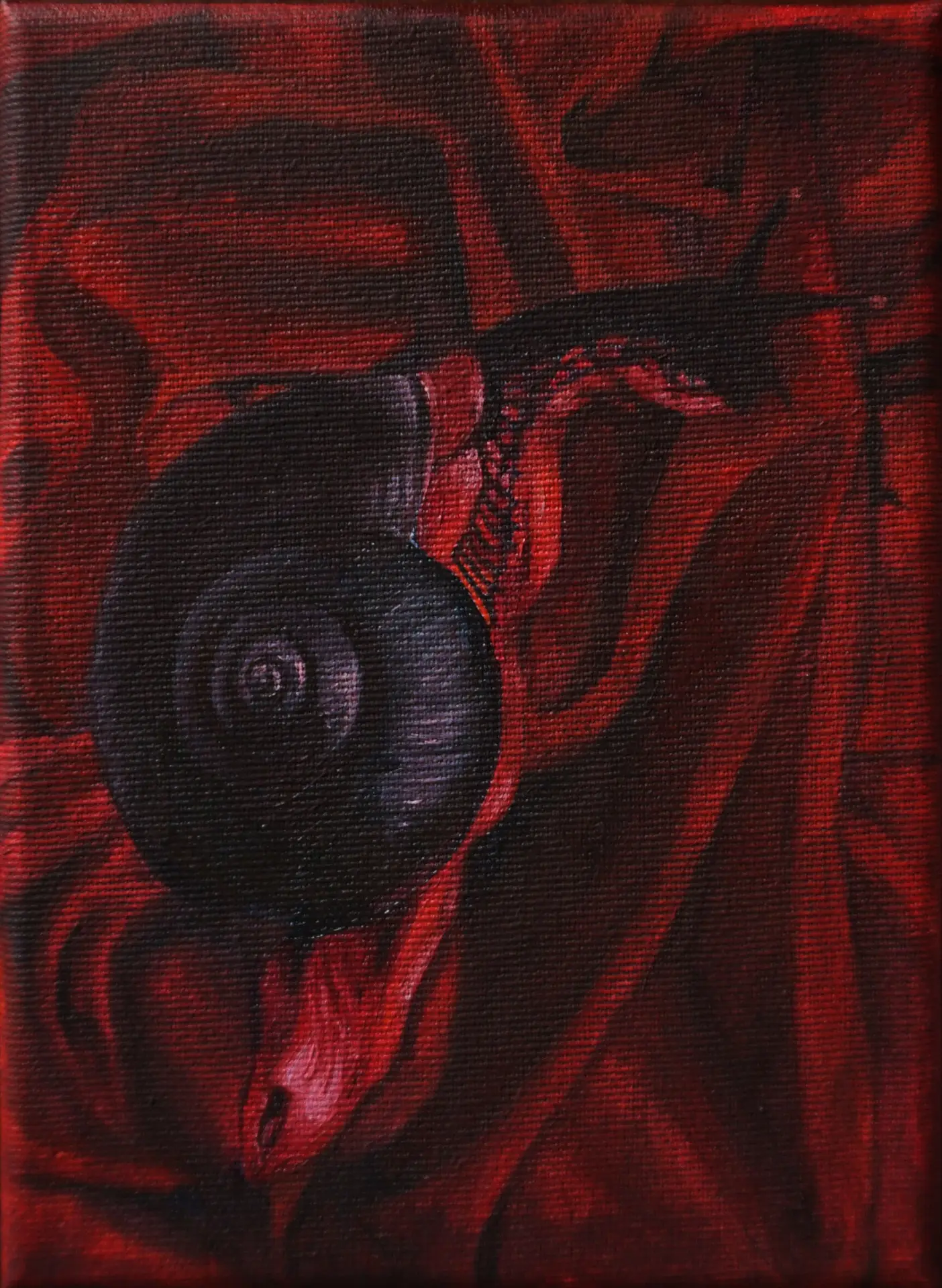 Jagoda Laprus. Obraz olejny 18x13cm. Czerwony ślimak z czarną muszlą na pogiętej bordowej satynie